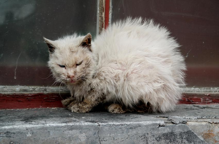 Giảm Bạch Cầu Ở Mèo: Nguyên Nhân Gây Bệnh – PetHealth