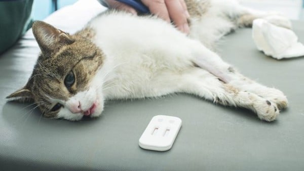 Bệnh giảm bạch cầu ở mèo – viphapet
