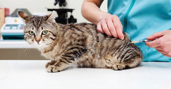 Chẩn đoán và điều trị bệnh giảm bạch cầu (FPV) ở mèo hiệu quả - Bệnh Viện Thú Y Hải Đăng
