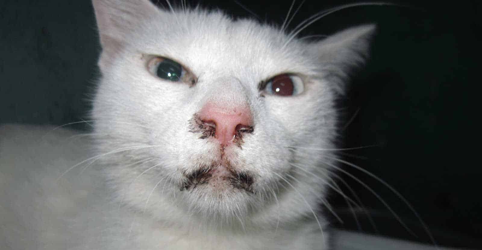 Bệnh Giảm Bạch Cầu Ở Mèo: Nguyên Nhân Và Triệu Chứng – PetHealth