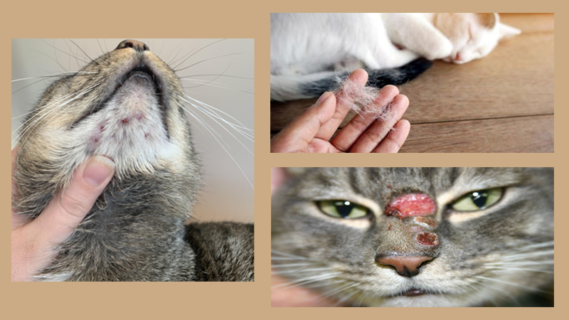 Mèo bị nấm da: Nguyên nhân, biểu hiện và cách chữa tận gốc