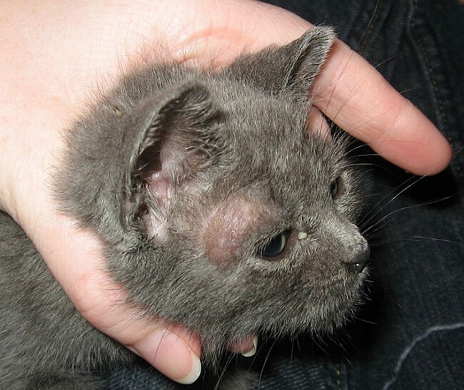 Tất tần tật thông tin về Bệnh Nấm Mèo – Cách chữa trên Mèo và Người -  Faculty of Veterinary Medicine