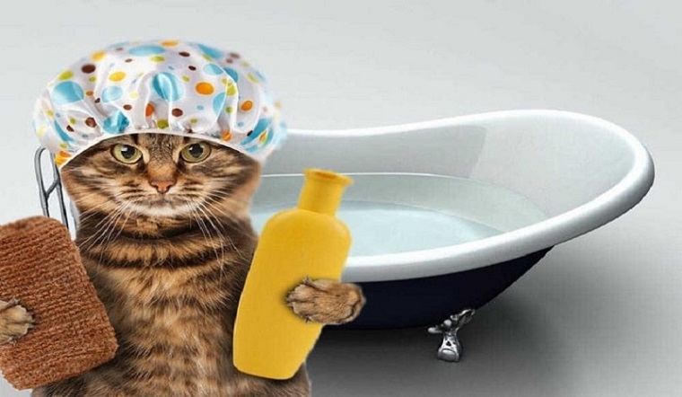 Các cách tắm cho mèo đơn giản, áp dụng cho cả mèo sợ nước