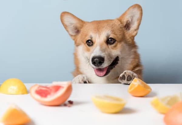 Chó không ăn được gì? Top 20 thức ăn chủ thú cưng cần tránh | Kin Neko  Petshop