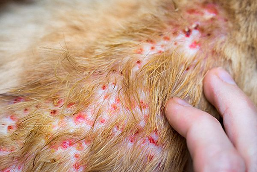 Bạn có biết về bệnh ghẻ? - nhận biết bệnh ghẻ ở vật nuôi và cách điều trị - CÔNG TY THUỐC THÚ Y VIỆT ANH - VIAVET