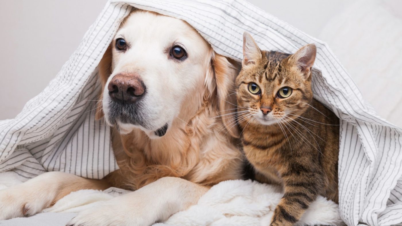 Chó và Mèo: Đâu là thú cưng phù hợp với bạn nhất