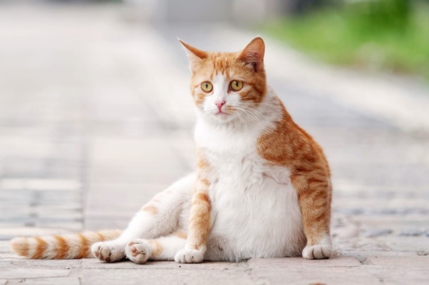 Mèo mang thai bao lâu thì đẻ? Lưu ý khi chăm sóc mèo có bầu | Kin Neko  Petshop