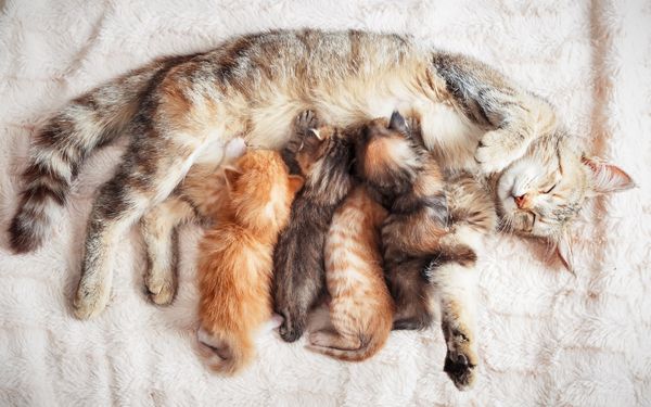 Mèo mang thai bao lâu thì đẻ? Lưu ý khi chăm sóc mèo có bầu | Kin Neko  Petshop