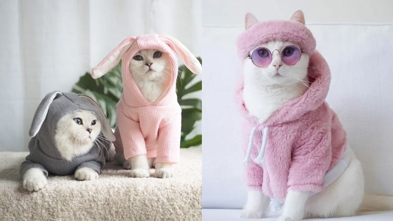 Cách may áo cho mèo tiết kiệm mà xinh xắn, đáng yêu