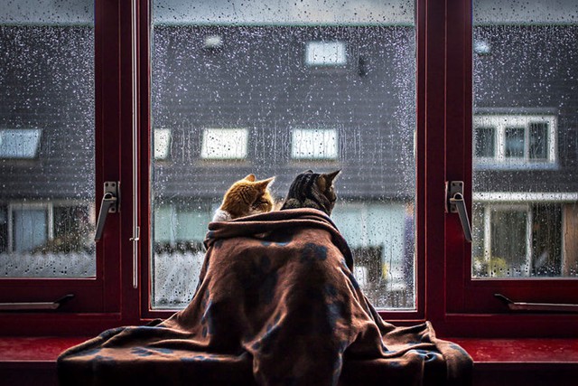 Tan chảy với vẻ đáng yêu khó cưỡng của 2 chú mèo trong mưa | VTV.VN