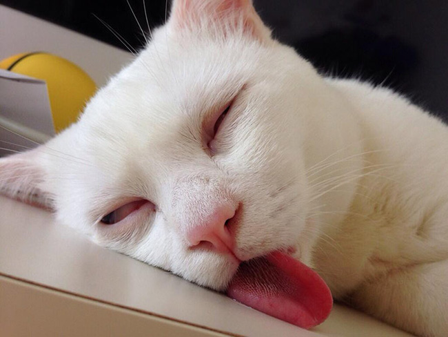 Ngoài đanh đá và ăn vụng, bọn mèo có thể "ngủ vắt lưỡi" tới 16 tiếng mỗi  ngày và đây là lý do