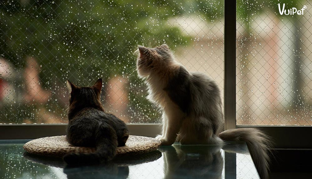 Các bệnh dễ gặp ở mèo khi trời mưa, ẩm và cách phòng bệnh