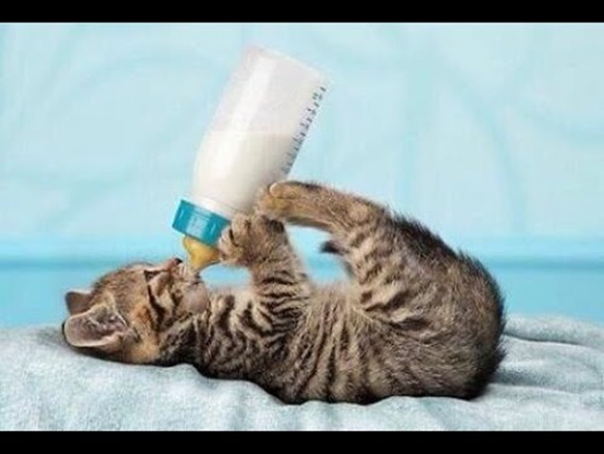 Liệu bạn có nên cho mèo uống sữa hay không?