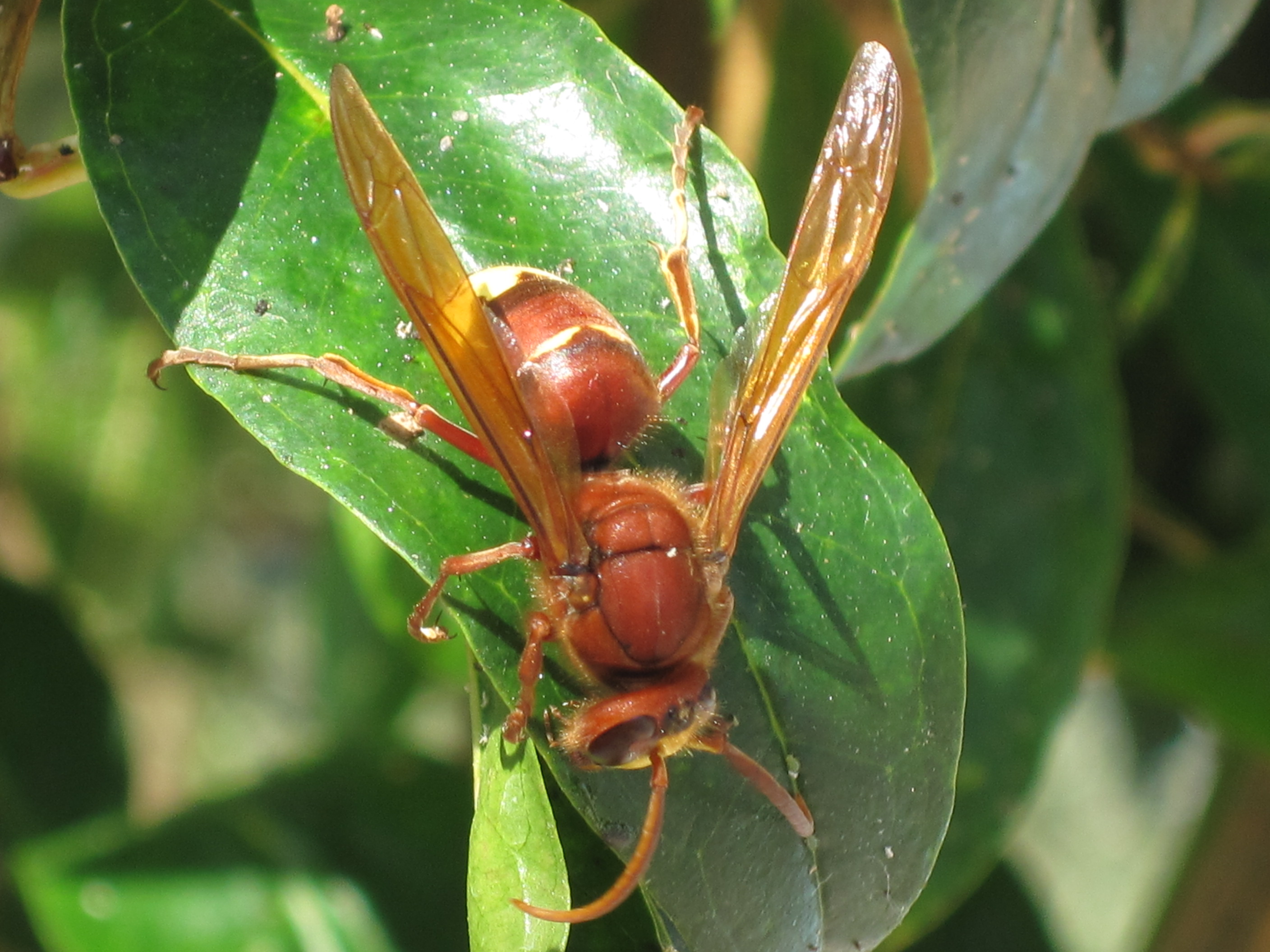 Ong bắp cày – Wikipedia tiếng Việt