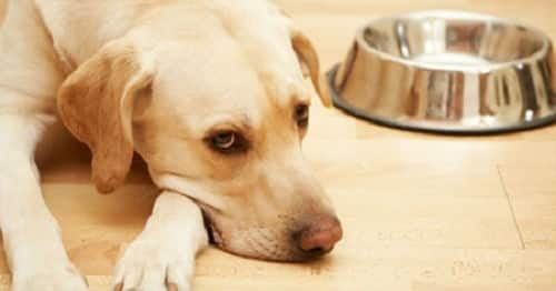 Chó Bỏ Ăn: Nguyên Nhân Và Cách Điều Trị – PetHealth