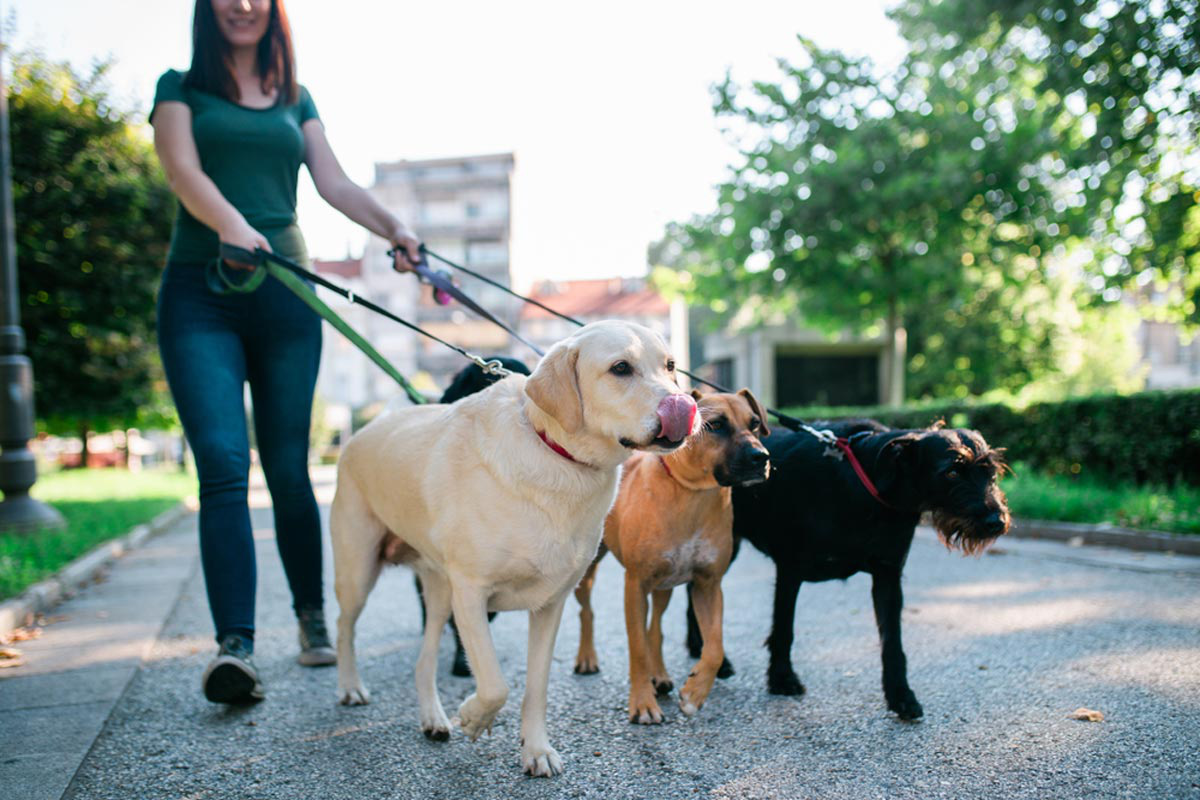 Bật mí] Dịch Vụ Dắt Chó Đi Dạo Độc Quyền Của Pet Service