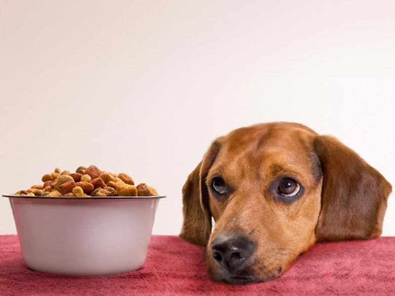 Cách chữa trị khi chó bỏ ăn theo từng nguyên nhân – viphapet