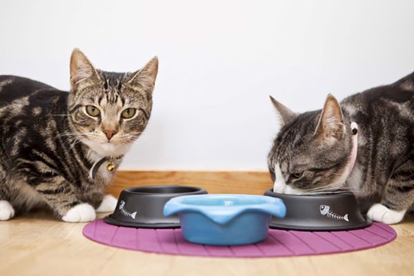 Làm gì khi mèo chán ăn, bỏ bữa? – Pet Choy