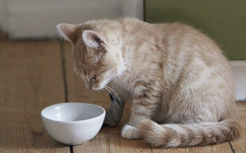 Nguyên nhân khiến mèo bỏ ăn là do đâu? Mẹo giúp mèo hết biếng ăn
