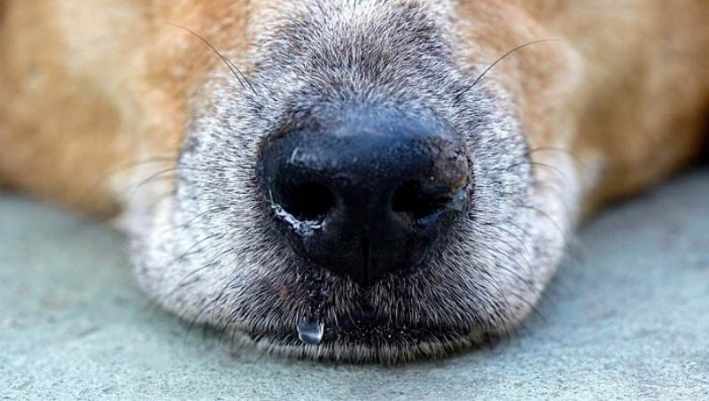 Chó bị chảy nước mũi và cách chữa trị triệt để tại nhà