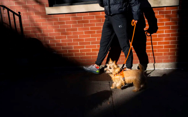 Việc nhẹ lương cao: Dắt chó đi dạo kiếm hơn 2 tỷ đồng/năm, chỉ làm