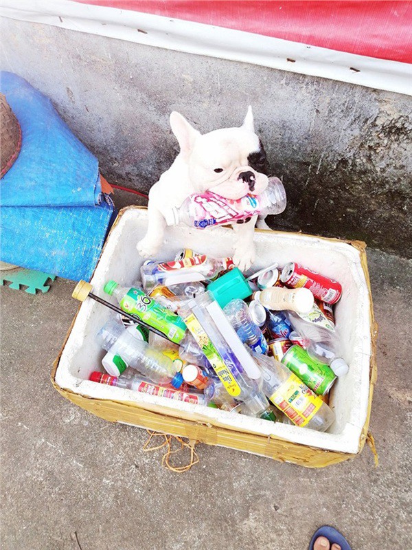 Chú chó có sở thích lạ đi tha rác thải nhựa về nhà, nhìn chiến lợi phẩm ai  nấy không khỏi giật mình