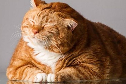 Cách chăm mèo béo: cho mèo ăn gì để béo tốt mà vẫn khỏe mạnh. Cutepets -  Pet shop & Grooming Spa Thú cưng Hà Nội