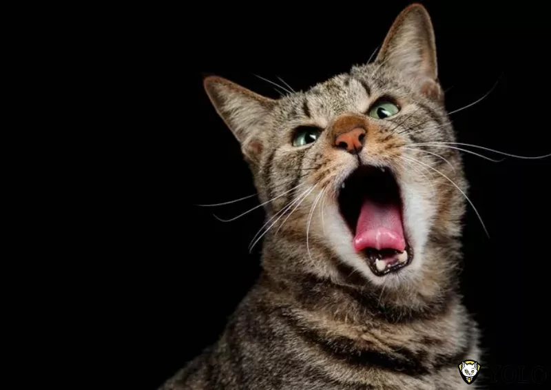 Tại Sao Mèo Kêu Vào Ban Đêm? 7 Nguyên Nhân & Cách Trị Mèo Kêu Gào Ban Đêm •  YOLO Pet Shop