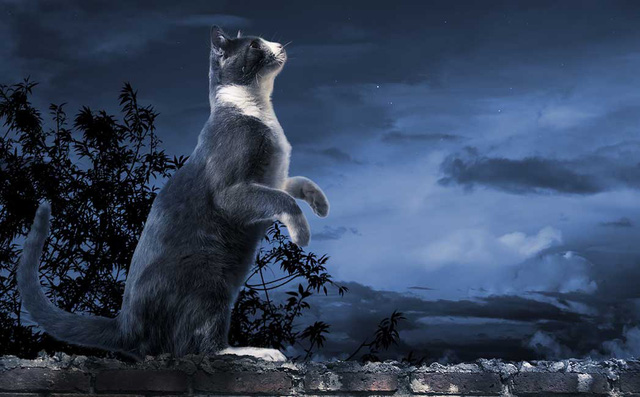 Tại sao mỗi khi đêm xuống mèo lại kêu gào như 'trẻ con khóc'?