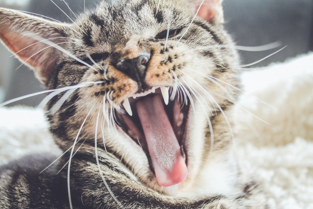 Tại sao mèo kêu nhiều ban đêm?