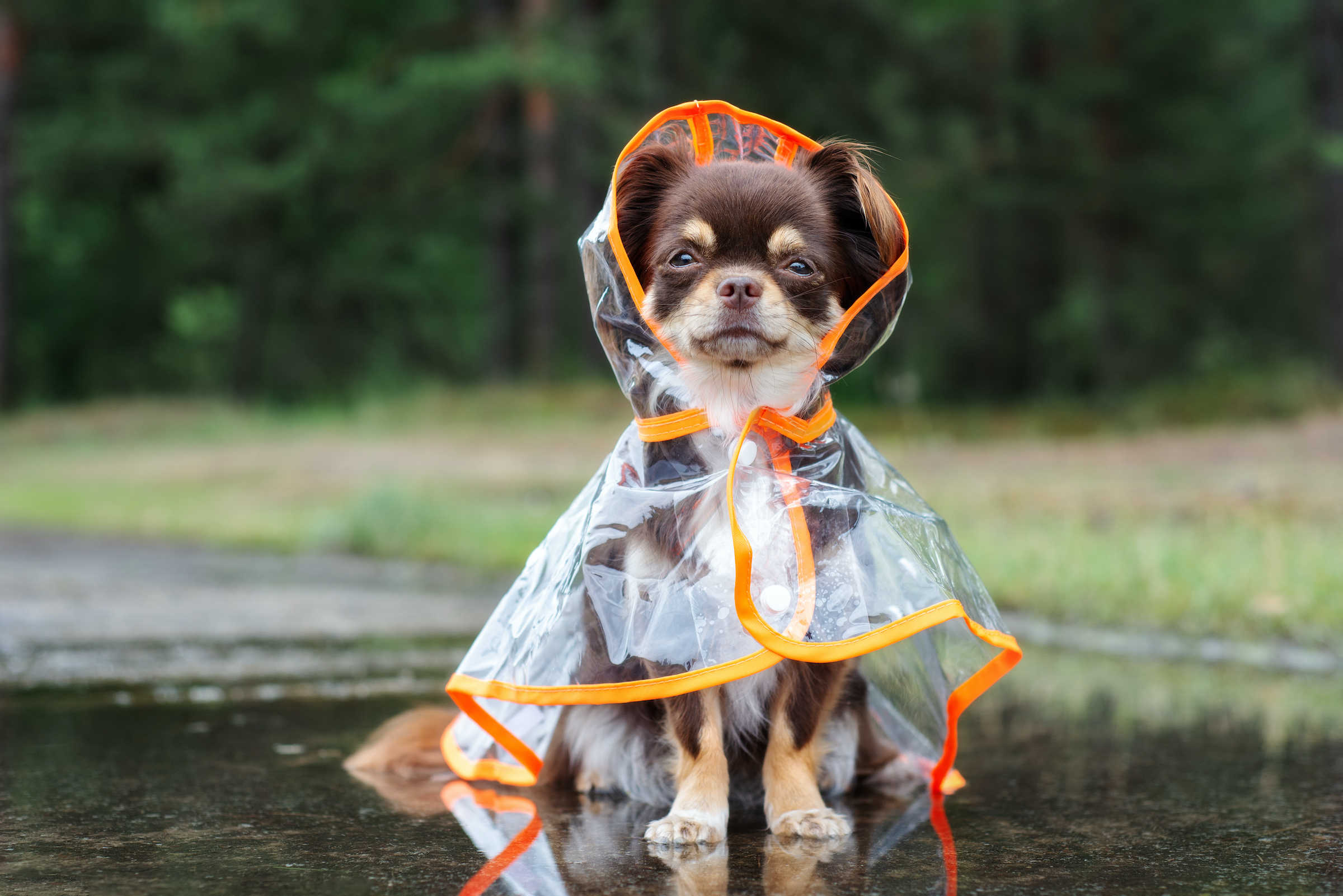 Does Your Pup Need A Dog Rain Jacket? What You Need To Know | PawTracks
