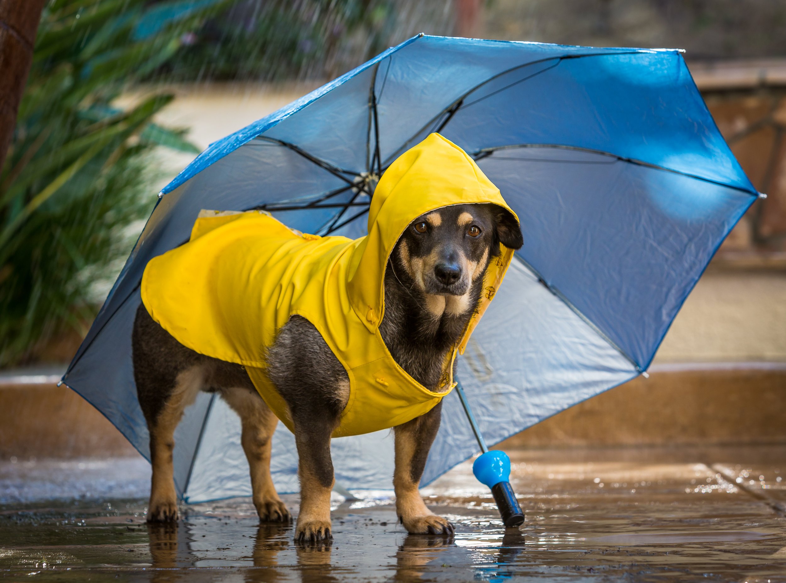 5 Rainy Day Activities to Keep Your Pup Occupied — Evolve Pet Food