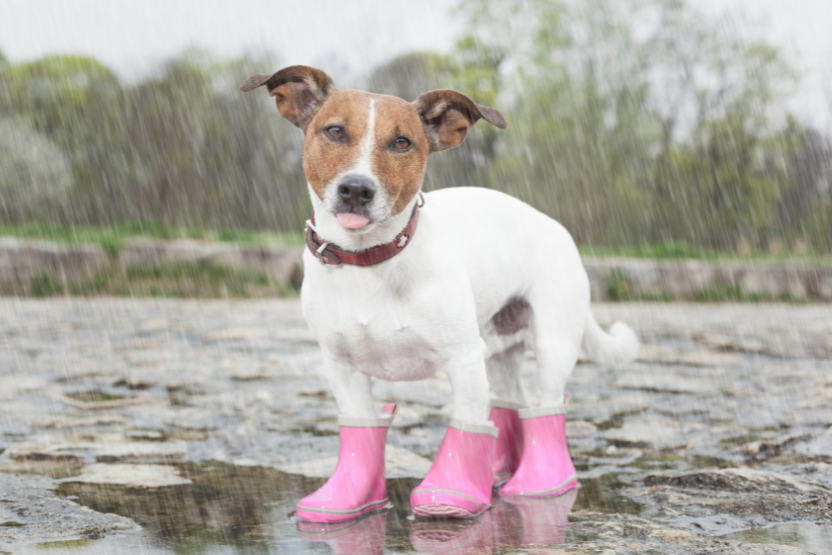 Dog Sitting 101: Is it Okay to Leave Dogs Outside in the Rain?