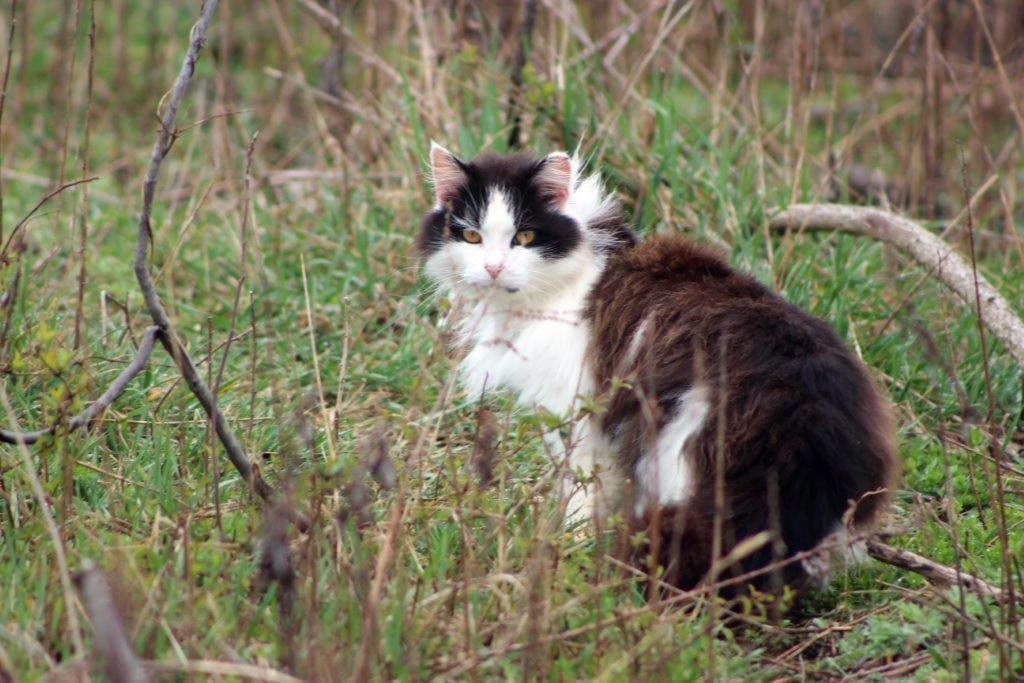 17,000 feral cats could be roaming Toronto — and experts say that's good news | CBC News